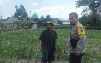 Bhabinkamtibmas Desa Sandik Kawal Ketahanan Pangan Petani Jagung